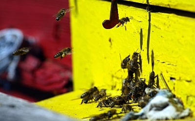Wasps Control